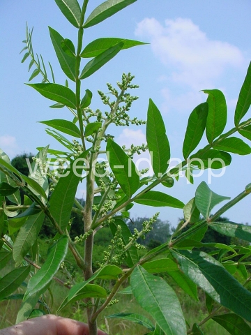 sumac, dwarf
